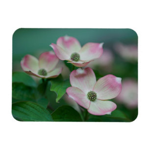 Blommor Blommar av Dogwood Magnet