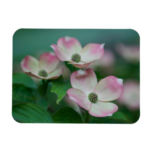 Blommor | Blommar av Dogwood Magnet (Horisontell)
