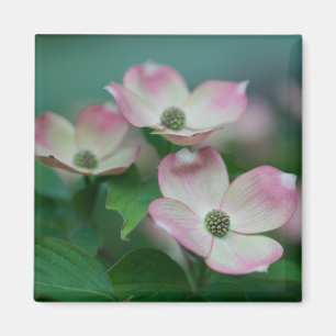 Blommor Blommar av Dogwood Magnet