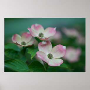 Blommor Blommar av Dogwood Poster