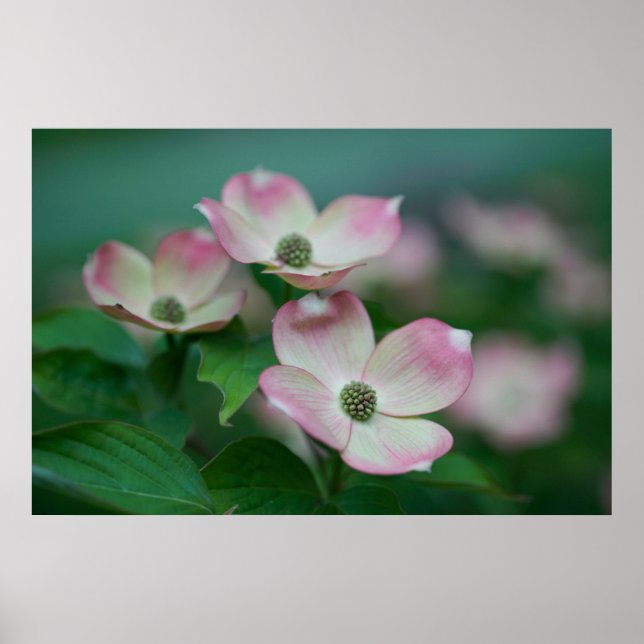 Blommor | Blommar av Dogwood Poster (Framsidan)