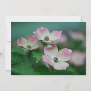 Blommor Blommar av Dogwood Tack Kort