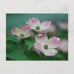 Blommor Blommar av Dogwood Vykort