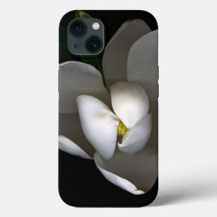 Blommor   Blommar av vita Magnolia