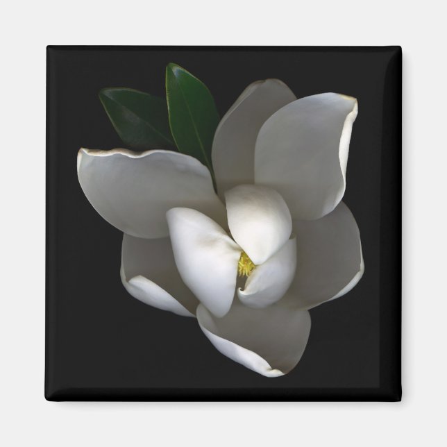 Blommor | Blommar av vita Magnolia Magnet (Framsidan)