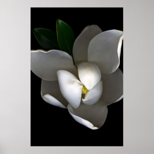 Blommor Blommar av vita Magnolia Poster
