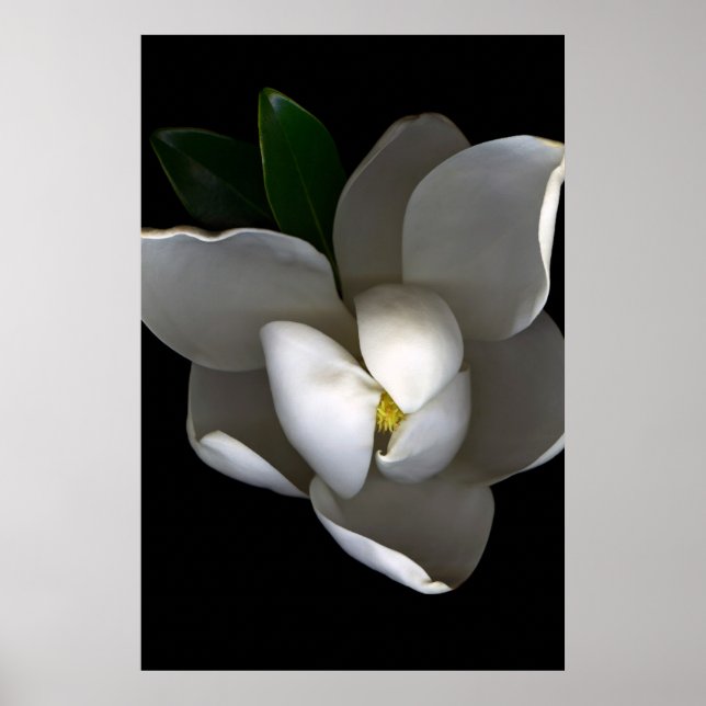 Blommor | Blommar av vita Magnolia Poster (Framsidan)