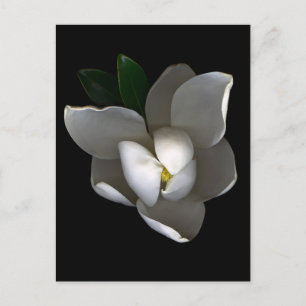 Blommor   Blommar av vita Magnolia Vykort