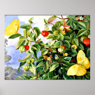 Blommor, blommor och frukt i Pitanga-Jamaic Poster