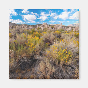 Blommor Blooming Sagebrush Kalifornien Magnet