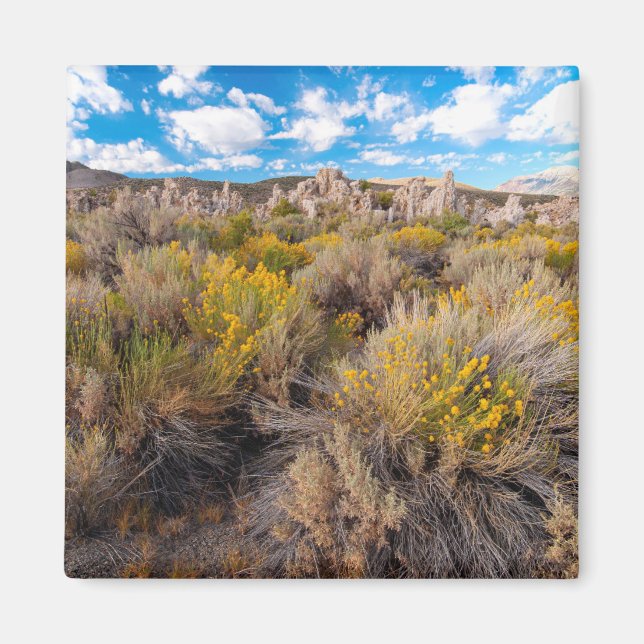 Blommor | Blooming Sagebrush Kalifornien Magnet (Framsidan)