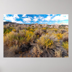 Blommor Blooming Sagebrush Kalifornien Poster