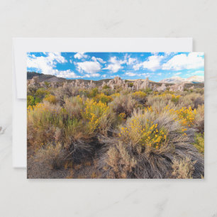Blommor Blooming Sagebrush Kalifornien Tack Kort