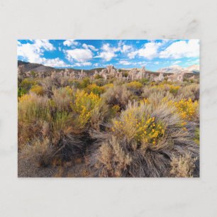 Blommor   Blooming Sagebrush Kalifornien Vykort