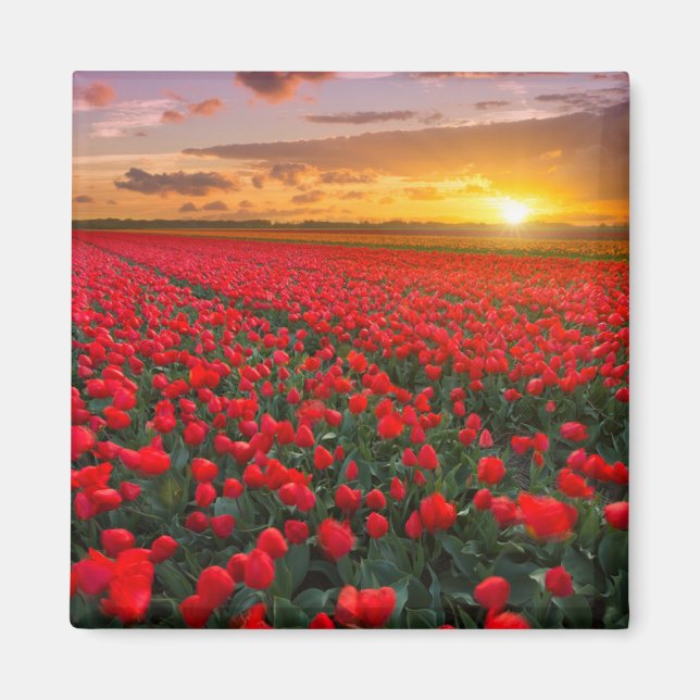 Blommor | Botaniskt Garden Holland Magnet (Framsidan)