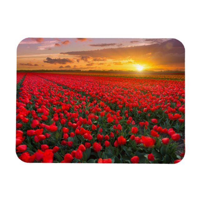 Blommor | Botaniskt Garden Holland Magnet (Horisontell)