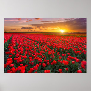 Blommor Botaniskt Garden Holland Poster