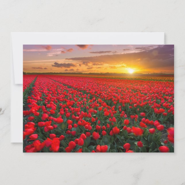 Blommor | Botaniskt Garden Holland Tack Kort (Framsida)