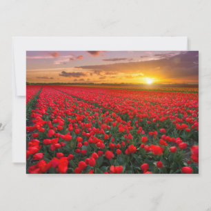 Blommor   Botaniskt Garden Holland Tack Kort