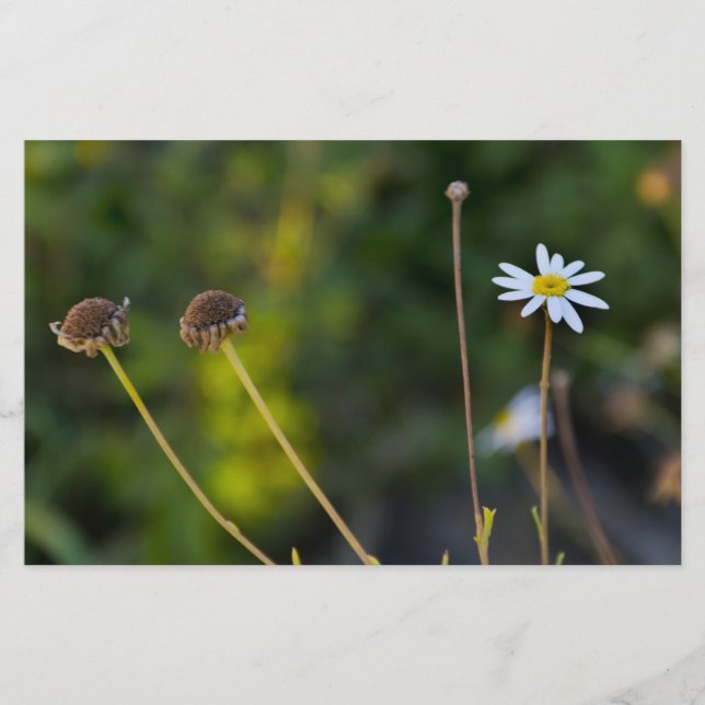 Blommor Brevpapper (Framsida)