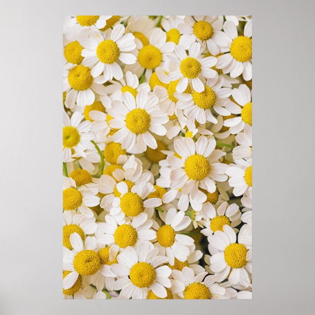 Blommor | Chamomiles Poster (Framsidan)