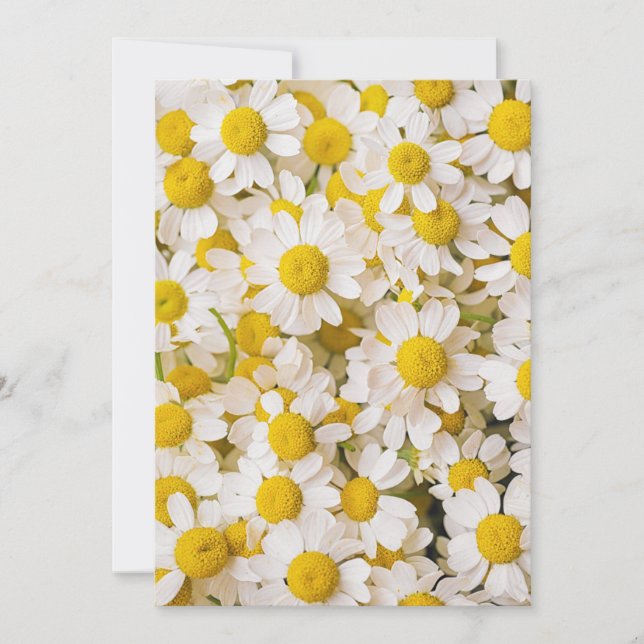 Blommor | Chamomiles Tack Kort (Framsida)