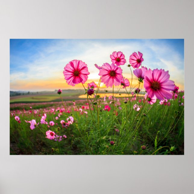 Blommor |Chiang Rai Province, Thailand Poster (Framsidan)