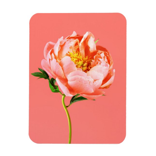Blommor | Coral Peony Blommar Magnet (Vertikal)