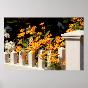 Blommor - Coreopsis - Sommarens varma sommar Poster