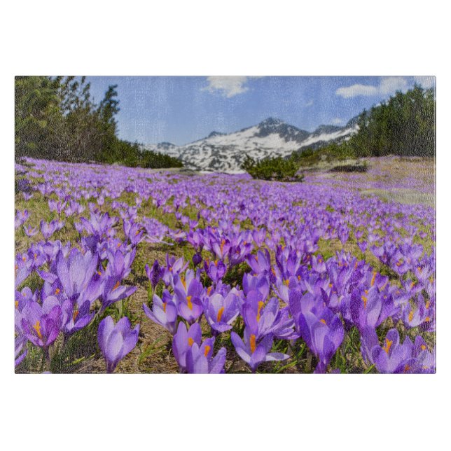Blommor | Crocus Pirin Mountain Park Bulgarien (Framsidan)