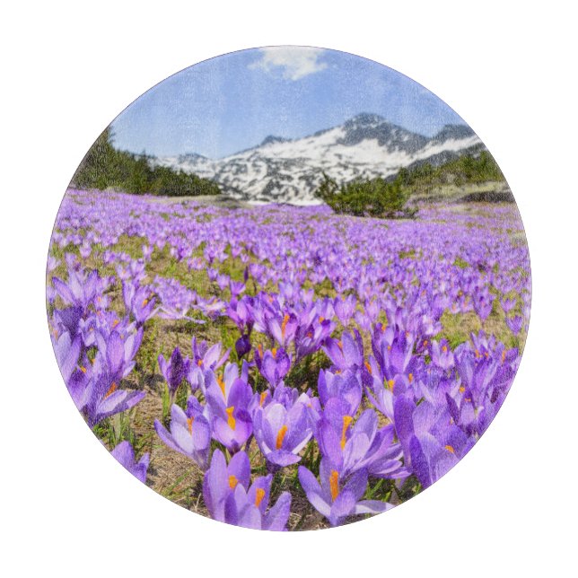 Blommor | Crocus Pirin Mountain Park Bulgarien (Framsidan)