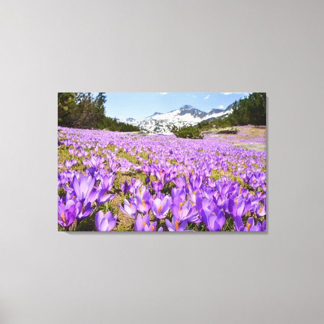 Blommor | Crocus Pirin Mountain Park Bulgarien Canvastryck (Framsida)