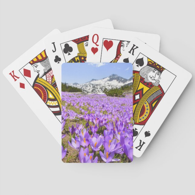Blommor | Crocus Pirin Mountain Park Bulgarien Casinokort (Baksidan)