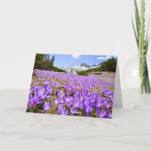 Blommor Crocus Pirin Mountain Park Bulgarien Kort