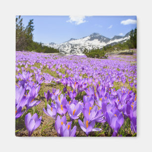 Blommor Crocus Pirin Mountain Park Bulgarien Magnet