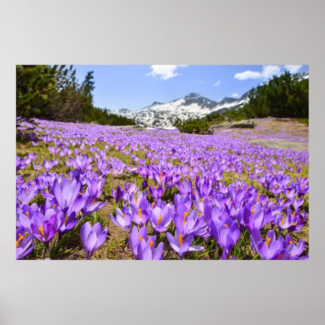 Blommor | Crocus Pirin Mountain Park Bulgarien Poster (Framsidan)