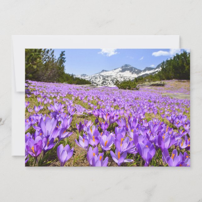 Blommor | Crocus Pirin Mountain Park Bulgarien Tack Kort (Framsida)