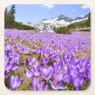Blommor Crocus Pirin Mountain Park Bulgarien Underlägg Papper Kvadrat
