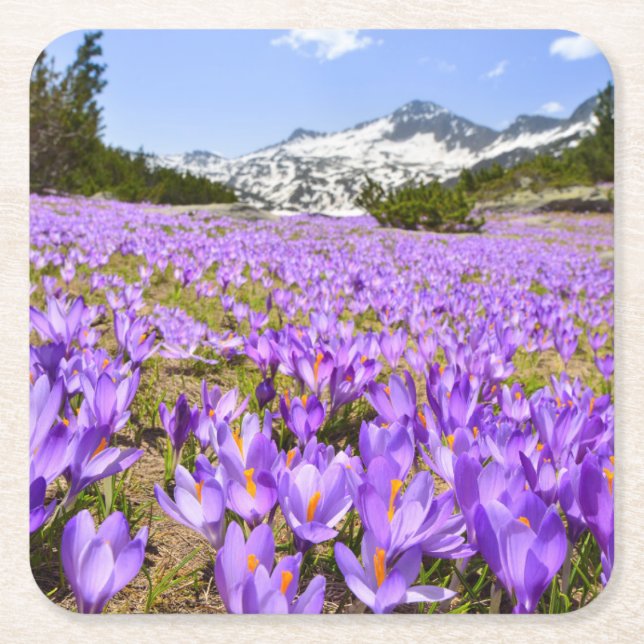 Blommor | Crocus Pirin Mountain Park Bulgarien Underlägg Papper Kvadrat (Framsidan)