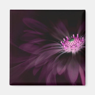 Blommor Daisy för Lila Magnet