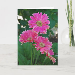 Blommor - Daisy Kort