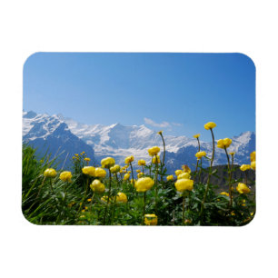 Blommor Eiger Monch Swiss Alpernas Magnet