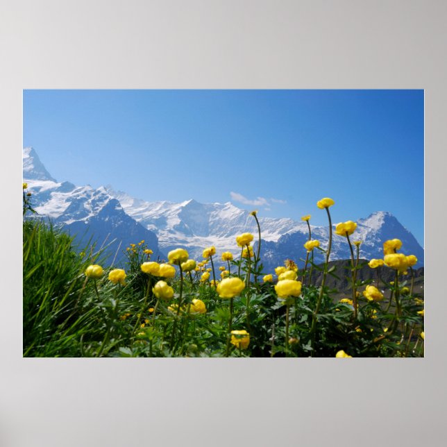 Blommor | Eiger Monch Swiss Alpernas Poster (Framsidan)