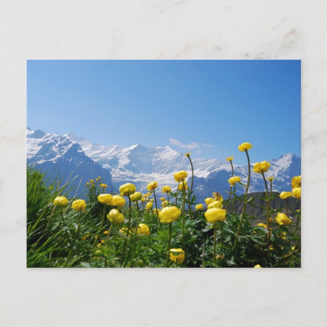 Blommor | Eiger Monch Swiss Alpernas Vykort (Framsida)