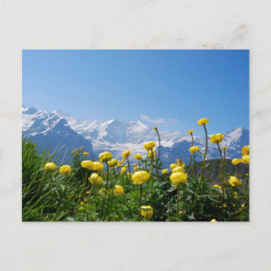 Blommor Eiger Monch Swiss Alpernas Vykort