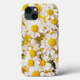 Blommor En bukett kamomiller