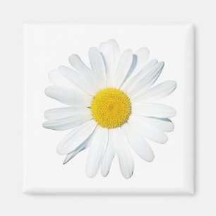 Blommor En Daisy Magnet
