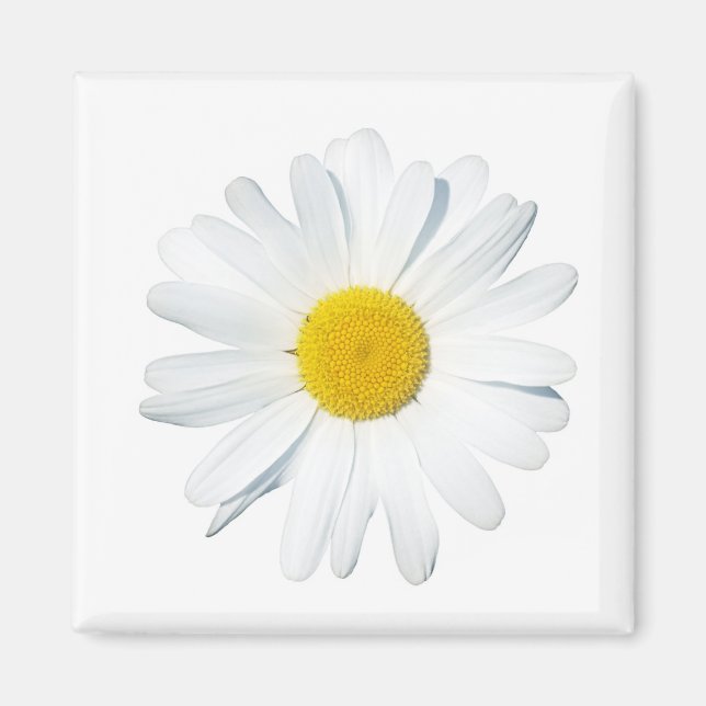Blommor | En Daisy Magnet (Framsidan)