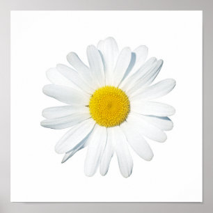 Blommor En Daisy Poster