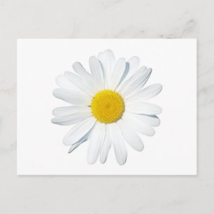 Blommor En Daisy Vykort
